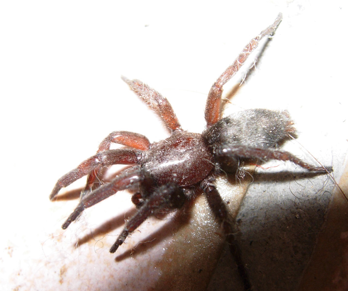 Platnickina, Cheiracanthium, Steatoda, Scotophaeus